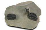 Spiny Walliserops Hammi Trilobite With Hollardops & Morocops #355819-1